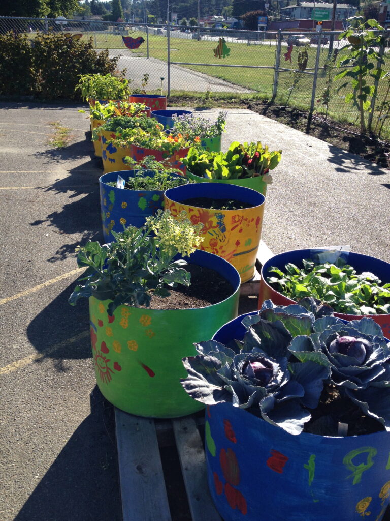 A row of round planters with plants in the sunshine