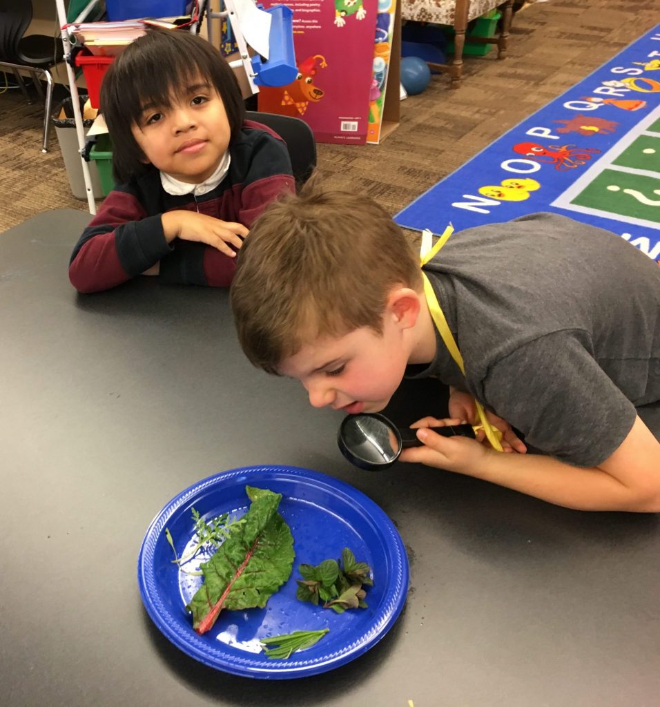 Two boys looking at plant leaves