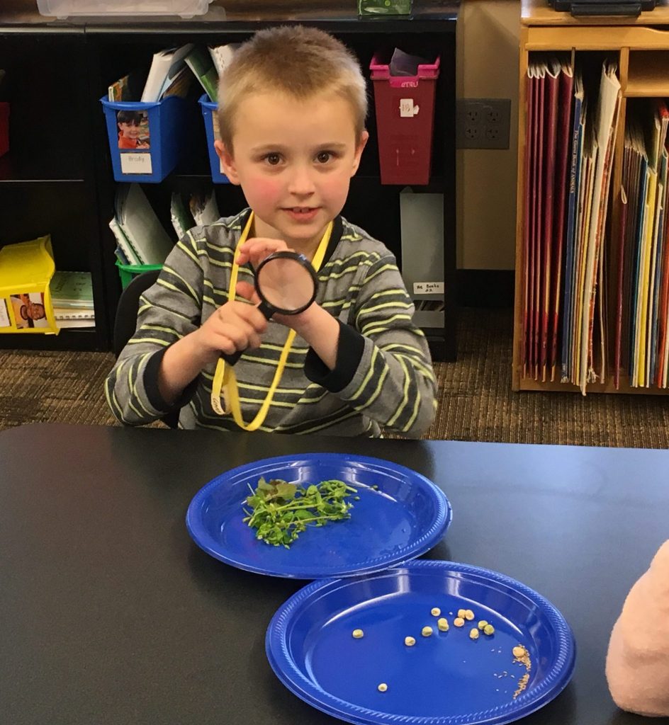 Boy looking at plant parts