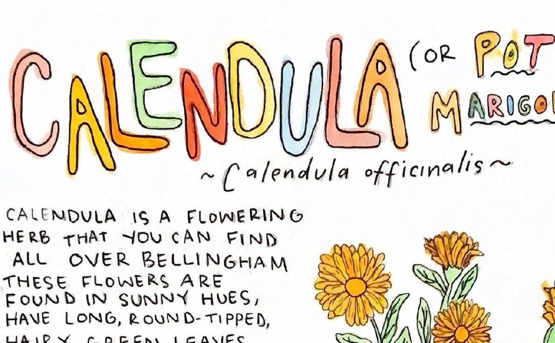 Learn about Calendula!