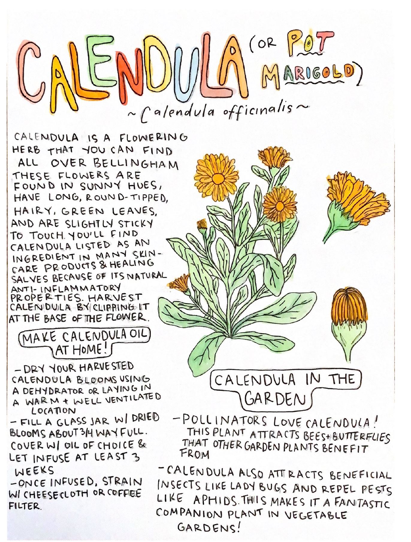 A document describing Calendula and it uses