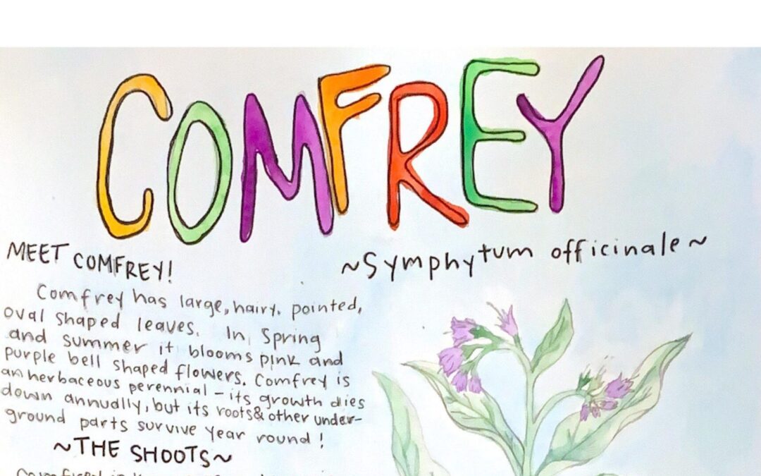 Learn about Comfrey!