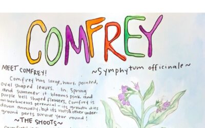 Learn about Comfrey!
