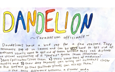 Learn about Dandelion!