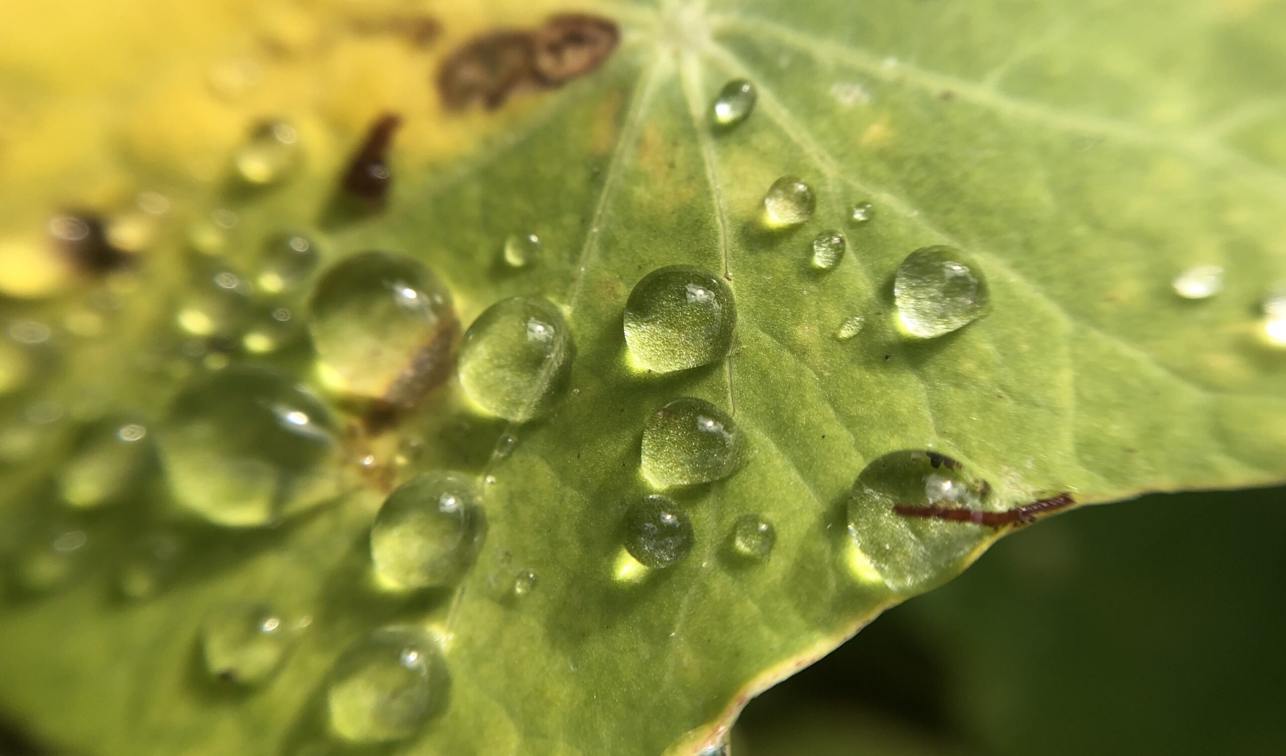Dew drops on nasturtium leaves